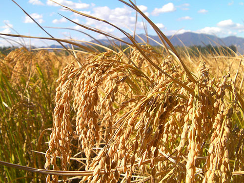 水稻直播，抗倒先行丨詳解水稻抗倒的幾個關鍵點