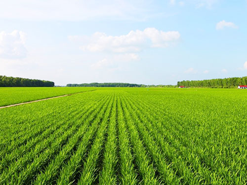 梅雨季節(jié)，警惕小小稻薊馬成“大災”