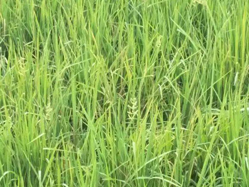 稻桿潛葉蠅危害呈上升趨勢，早預(yù)防是關(guān)鍵