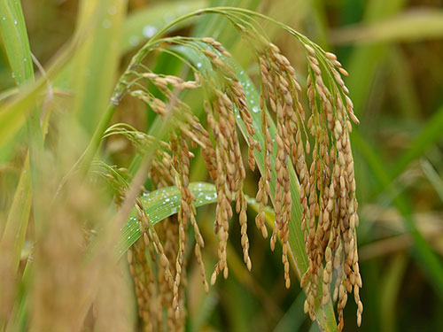 海南產(chǎn)種子打破休眠提高發(fā)芽率實(shí)操指南