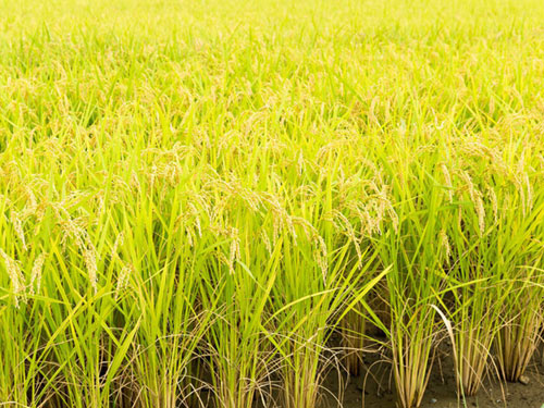 豐雨季節(jié)防基腐