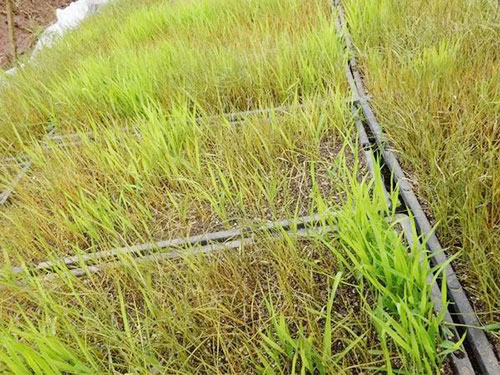 春播正當(dāng)時，警惕寒潮突襲！