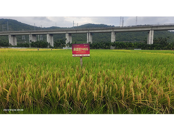 莉晶優(yōu)1466 莉晶優(yōu)1466