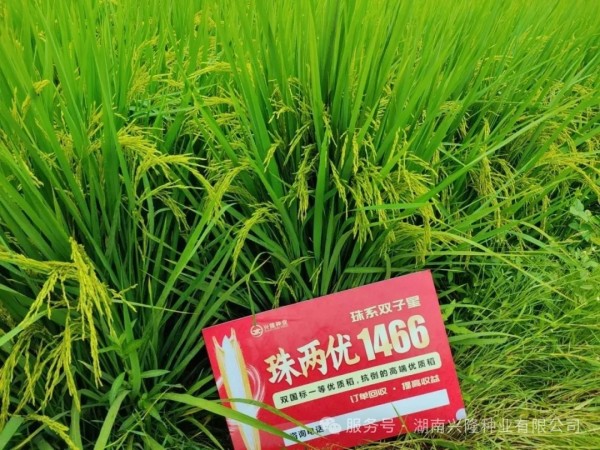 執(zhí)掌“種糧雙劍”！興隆邀你掀動糧市風云——糧貿(mào)總經(jīng)理招募令