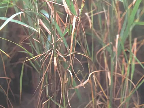 湖南興隆種業(yè)有限公司,長(zhǎng)沙稻谷種植與銷售,長(zhǎng)沙農(nóng)作物品種的選育,長(zhǎng)沙農(nóng)業(yè)病蟲害防治服務(wù) 湖南興隆種業(yè)有限公司,長(zhǎng)沙稻谷種植與銷售,長(zhǎng)沙農(nóng)作物品種的選育,長(zhǎng)沙農(nóng)業(yè)病蟲害防治服務(wù)