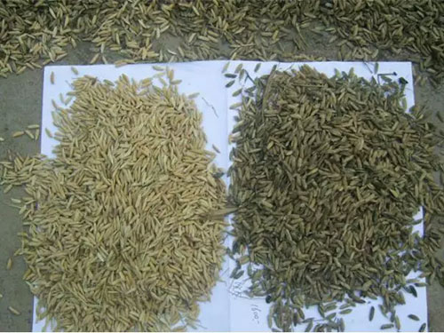 湖南興隆種業(yè)有限公司,長(zhǎng)沙稻谷種植與銷售,長(zhǎng)沙農(nóng)作物品種的選育,長(zhǎng)沙農(nóng)業(yè)病蟲害防治服務(wù) 湖南興隆種業(yè)有限公司,長(zhǎng)沙稻谷種植與銷售,長(zhǎng)沙農(nóng)作物品種的選育,長(zhǎng)沙農(nóng)業(yè)病蟲害防治服務(wù)