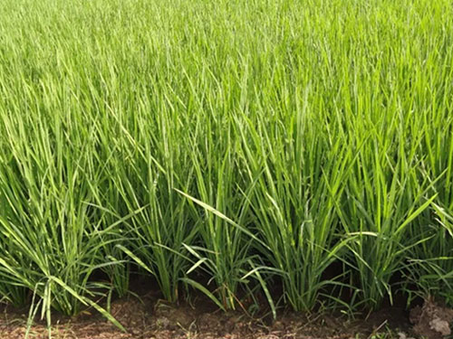 湖南興隆種業(yè)有限公司,長沙稻谷種植與銷售,長沙農(nóng)作物品種的選育,長沙農(nóng)業(yè)病蟲害防治服務(wù) 湖南興隆種業(yè)有限公司,長沙稻谷種植與銷售,長沙農(nóng)作物品種的選育,長沙農(nóng)業(yè)病蟲害防治服務(wù)