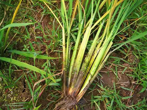 湖南興隆種業(yè)有限公司,長(zhǎng)沙稻谷種植與銷售,長(zhǎng)沙農(nóng)作物品種的選育,長(zhǎng)沙農(nóng)業(yè)病蟲害防治服務(wù) 湖南興隆種業(yè)有限公司,長(zhǎng)沙稻谷種植與銷售,長(zhǎng)沙農(nóng)作物品種的選育,長(zhǎng)沙農(nóng)業(yè)病蟲害防治服務(wù)