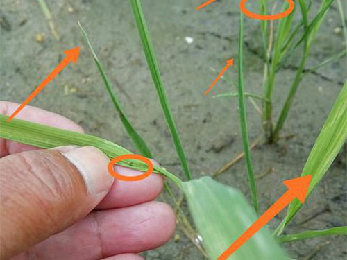 湖南興隆種業(yè)有限公司,長(zhǎng)沙稻谷種植與銷(xiāo)售,長(zhǎng)沙農(nóng)作物品種的選育,長(zhǎng)沙農(nóng)業(yè)病蟲(chóng)害防治服務(wù) 湖南興隆種業(yè)有限公司,長(zhǎng)沙稻谷種植與銷(xiāo)售,長(zhǎng)沙農(nóng)作物品種的選育,長(zhǎng)沙農(nóng)業(yè)病蟲(chóng)害防治服務(wù)