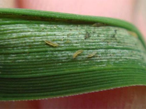 湖南興隆種業(yè)有限公司,長(zhǎng)沙稻谷種植與銷(xiāo)售,長(zhǎng)沙農(nóng)作物品種的選育,長(zhǎng)沙農(nóng)業(yè)病蟲(chóng)害防治服務(wù) 湖南興隆種業(yè)有限公司,長(zhǎng)沙稻谷種植與銷(xiāo)售,長(zhǎng)沙農(nóng)作物品種的選育,長(zhǎng)沙農(nóng)業(yè)病蟲(chóng)害防治服務(wù)