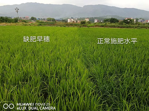 湖南興隆種業(yè)有限公司,長(zhǎng)沙稻谷種植與銷(xiāo)售,長(zhǎng)沙農(nóng)作物品種的選育,長(zhǎng)沙農(nóng)業(yè)病蟲(chóng)害防治服務(wù) 湖南興隆種業(yè)有限公司,長(zhǎng)沙稻谷種植與銷(xiāo)售,長(zhǎng)沙農(nóng)作物品種的選育,長(zhǎng)沙農(nóng)業(yè)病蟲(chóng)害防治服務(wù)