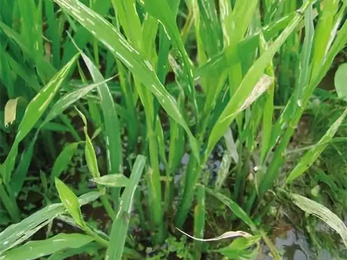 湖南興隆種業(yè)有限公司,長(zhǎng)沙稻谷種植與銷售,長(zhǎng)沙農(nóng)作物品種的選育,長(zhǎng)沙農(nóng)業(yè)病蟲害防治服務(wù) 湖南興隆種業(yè)有限公司,長(zhǎng)沙稻谷種植與銷售,長(zhǎng)沙農(nóng)作物品種的選育,長(zhǎng)沙農(nóng)業(yè)病蟲害防治服務(wù)