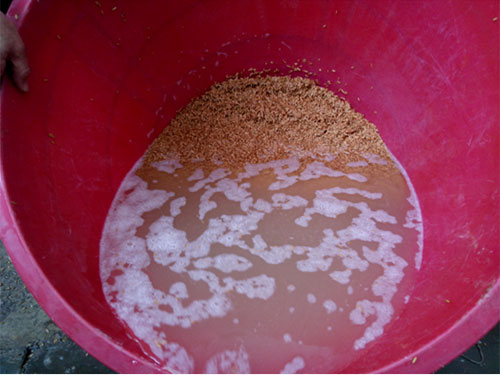 湖南興隆種業(yè)有限公司,長沙稻谷種植與銷售,長沙農(nóng)作物品種的選育,長沙農(nóng)業(yè)病蟲害防治服務(wù) 湖南興隆種業(yè)有限公司,長沙稻谷種植與銷售,長沙農(nóng)作物品種的選育,長沙農(nóng)業(yè)病蟲害防治服務(wù)