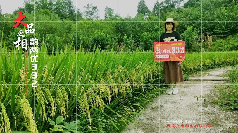 湖南興隆種業(yè)有限公司,長(zhǎng)沙稻谷種植與銷售,長(zhǎng)沙農(nóng)作物品種的選育,長(zhǎng)沙農(nóng)業(yè)病蟲害防治服務(wù)