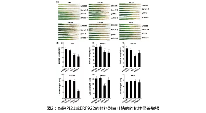 湖南興隆種業(yè)有限公司,長沙稻谷種植與銷售,長沙農(nóng)作物品種的選育,長沙農(nóng)業(yè)病蟲害防治服務(wù)