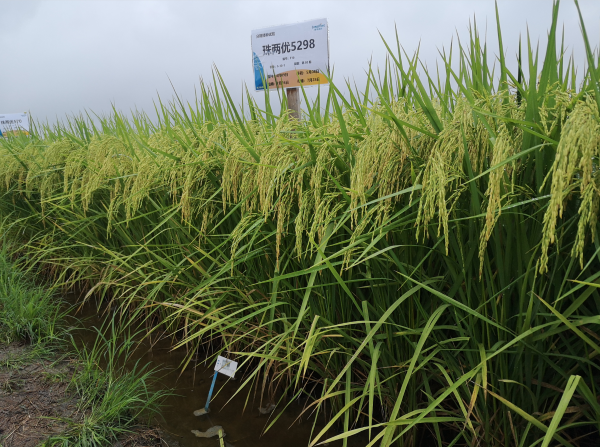 湖南興隆種業(yè)有限公司,長沙稻谷種植與銷售,長沙農(nóng)作物品種的選育,長沙農(nóng)業(yè)病蟲害防治服務(wù)