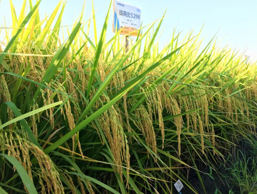 湖南興隆種業(yè)有限公司,長(zhǎng)沙稻谷種植與銷售,長(zhǎng)沙農(nóng)作物品種的選育,長(zhǎng)沙農(nóng)業(yè)病蟲(chóng)害防治服務(wù) 湖南興隆種業(yè)有限公司,長(zhǎng)沙稻谷種植與銷售,長(zhǎng)沙農(nóng)作物品種的選育,長(zhǎng)沙農(nóng)業(yè)病蟲(chóng)害防治服務(wù)