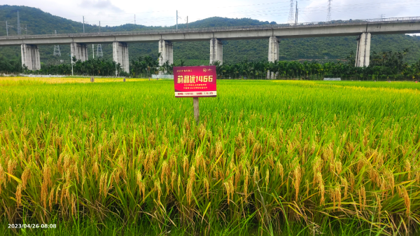湖南興隆種業(yè)有限公司,長(zhǎng)沙稻谷種植與銷售,長(zhǎng)沙農(nóng)作物品種的選育,長(zhǎng)沙農(nóng)業(yè)病蟲害防治服務(wù)