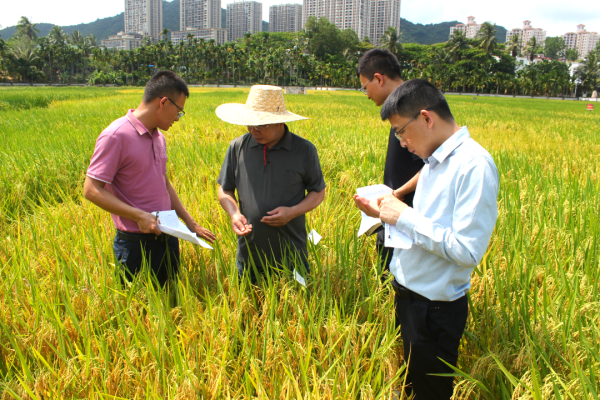 湖南興隆種業(yè)有限公司,長(zhǎng)沙稻谷種植與銷售,長(zhǎng)沙農(nóng)作物品種的選育,長(zhǎng)沙農(nóng)業(yè)病蟲害防治服務(wù)