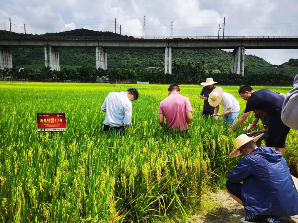 湖南興隆種業(yè)有限公司,長(zhǎng)沙稻谷種植與銷售,長(zhǎng)沙農(nóng)作物品種的選育,長(zhǎng)沙農(nóng)業(yè)病蟲害防治服務(wù)