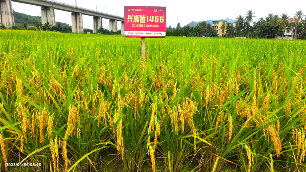 湖南興隆種業(yè)有限公司,長(zhǎng)沙稻谷種植與銷售,長(zhǎng)沙農(nóng)作物品種的選育,長(zhǎng)沙農(nóng)業(yè)病蟲害防治服務(wù)