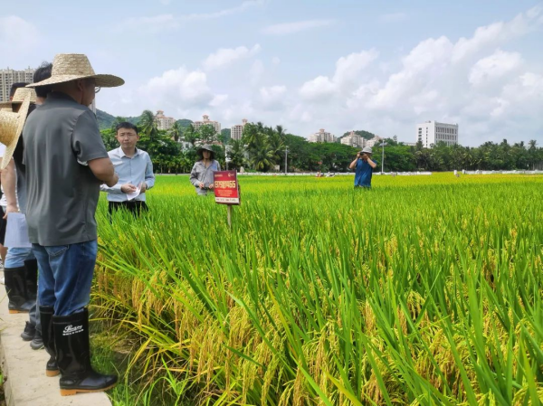 湖南興隆種業(yè)有限公司,長(zhǎng)沙稻谷種植與銷售,長(zhǎng)沙農(nóng)作物品種的選育,長(zhǎng)沙農(nóng)業(yè)病蟲害防治服務(wù)