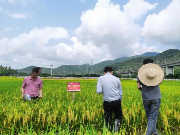 湖南興隆種業(yè)有限公司,長(zhǎng)沙稻谷種植與銷售,長(zhǎng)沙農(nóng)作物品種的選育,長(zhǎng)沙農(nóng)業(yè)病蟲害防治服務(wù)