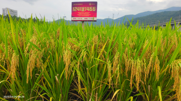 湖南興隆種業(yè)有限公司,長(zhǎng)沙稻谷種植與銷售,長(zhǎng)沙農(nóng)作物品種的選育,長(zhǎng)沙農(nóng)業(yè)病蟲害防治服務(wù)