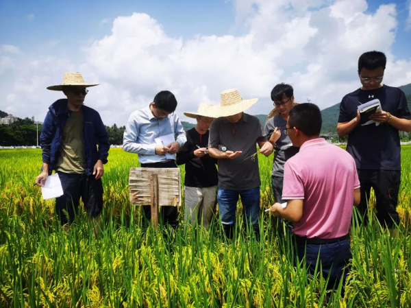 湖南興隆種業(yè)有限公司,長(zhǎng)沙稻谷種植與銷售,長(zhǎng)沙農(nóng)作物品種的選育,長(zhǎng)沙農(nóng)業(yè)病蟲害防治服務(wù)