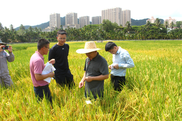 湖南興隆種業(yè)有限公司,長(zhǎng)沙稻谷種植與銷售,長(zhǎng)沙農(nóng)作物品種的選育,長(zhǎng)沙農(nóng)業(yè)病蟲害防治服務(wù)