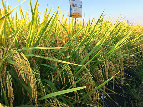湖南興隆種業(yè)有限公司,長沙稻谷種植與銷售,長沙農作物品種的選育,長沙農業(yè)病蟲害防治服務