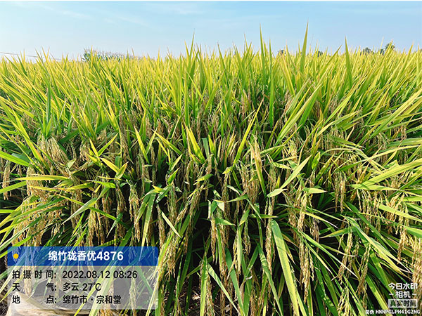 湖南興隆種業(yè)有限公司,長沙稻谷種植與銷售,長沙農(nóng)作物品種的選育,長沙農(nóng)業(yè)病蟲害防治服務(wù)