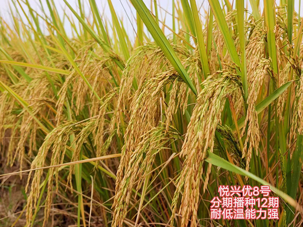 湖南興隆種業(yè)有限公司,長(zhǎng)沙稻谷種植與銷售,長(zhǎng)沙農(nóng)作物品種的選育,長(zhǎng)沙農(nóng)業(yè)病蟲害防治服務(wù)