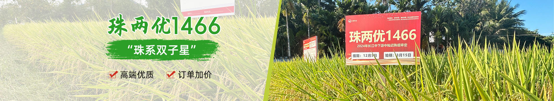 湖南興隆種業(yè)有限公司_長沙稻谷種植與銷售|長沙農作物品種的選育 湖南興隆種業(yè)有限公司_長沙稻谷種植與銷售|長沙農作物品種的選育