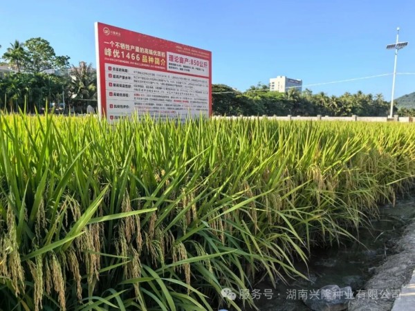 湖南興隆種業(yè)有限公司,長沙稻谷種植與銷售,長沙農(nóng)作物品種的選育,長沙農(nóng)業(yè)病蟲害防治服務(wù)