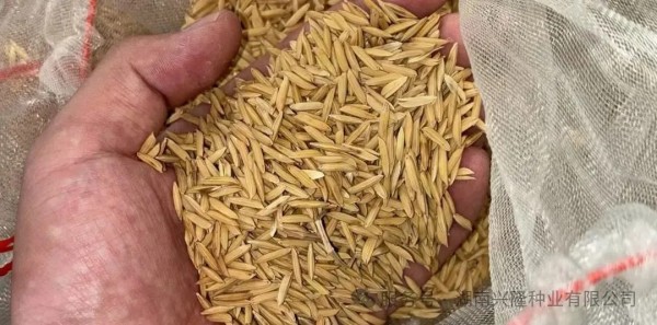 湖南興隆種業(yè)有限公司,長(zhǎng)沙稻谷種植與銷售,長(zhǎng)沙農(nóng)作物品種的選育,長(zhǎng)沙農(nóng)業(yè)病蟲(chóng)害防治服務(wù)