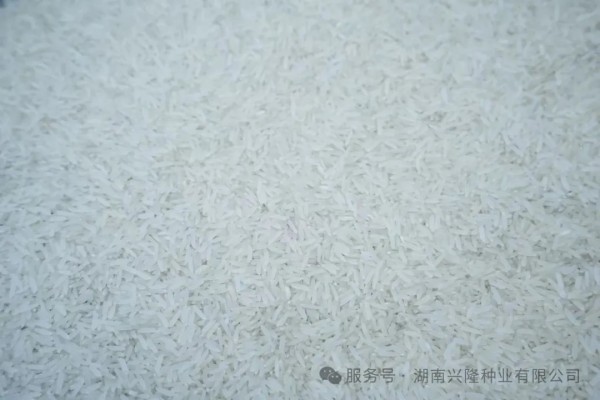 湖南興隆種業(yè)有限公司,長(zhǎng)沙稻谷種植與銷(xiāo)售,長(zhǎng)沙農(nóng)作物品種的選育,長(zhǎng)沙農(nóng)業(yè)病蟲(chóng)害防治服務(wù)